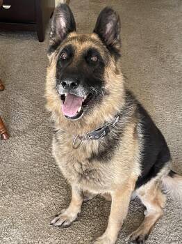 Rescue German Shepherd Dog Dogs for Adoption in Elkhorn, Wisconsin - Archie | PetCurious