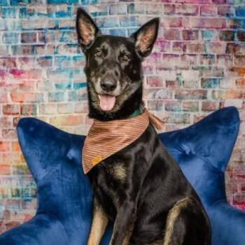 Rescue Mixed Breed Dogs for Adoption in Houston, Texas - CJ | PetCurious