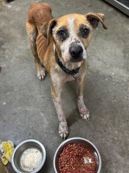 Labrador Retriever and Hound Dogs Available for Adoption in Swainsboro, Georgia - Reba | PetCurious