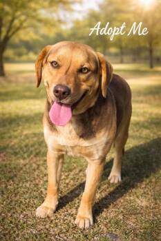 Mixed Breed Dogs Available for Adoption - Maddie - Super Sweet Puppy Looking For Her Person! | PetCurious