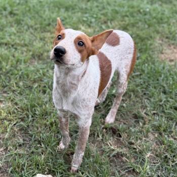 Baz -  Cattle Dog and Rat Terrier Dog for Adoption in Carencro, Louisiana - Baz | PetCurious