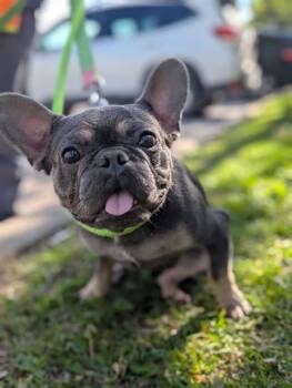 French Bulldog Dogs Available for Adoption in Vaughan, Ontario - CHARLIE | PetCurious