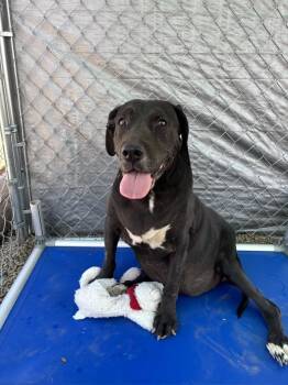 Bertram -  Labrador Retriever Dog for Adoption in Moriarty, New Mexico - Bertram | PetCurious