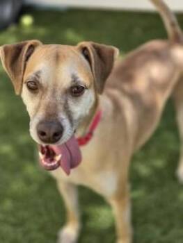 Trey -  Mixed Breed Dog for Adoption in Savannah, Georgia - Trey | PetCurious
