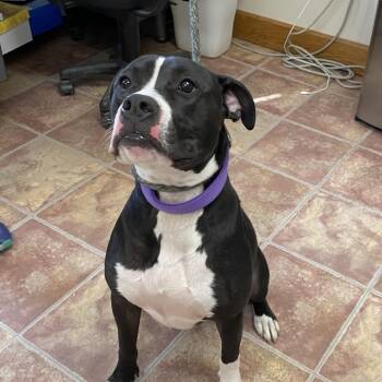 Rescue Pit Bull Terrier Dogs for Adoption in Choteau, Montana - Kane | PetCurious