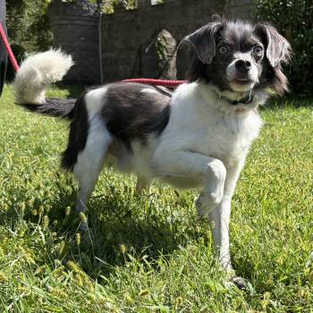 Otis -  Chihuahua and Beagle Dog for Adoption in Latrobe, Pennsylvania - Otis | PetCurious