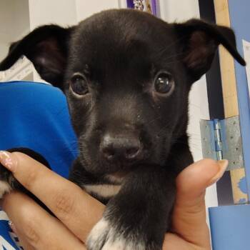 Luca (George) -  Mixed Breed Dog for Adoption in Vieques, Vieques - Luca (George) | PetCurious