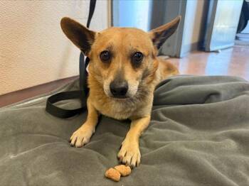 Chihuahua and Mixed Breed Dogs Available for Adoption - SCOOTER | PetCurious