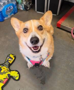Penne Pasta -  Cardigan Welsh Corgi Dog for Adoption in Hampton, Virginia - Penne Pasta | PetCurious