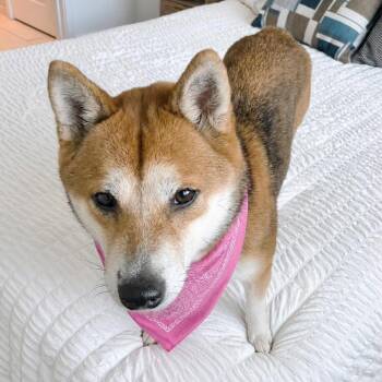 Khaleesi -  Shiba Inu Dog for Adoption in Tampa, Florida - Khaleesi | PetCurious