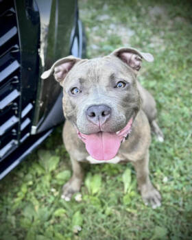 Rescue Pit Bull Terrier Dogs for Adoption in Chattanooga, Tennessee - Lucy (LuLu) | PetCurious