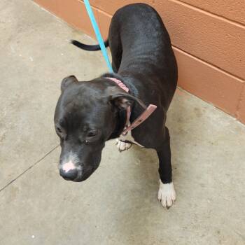 Rescue Pit Bull Terrier and Mixed Breed Dogs for Adoption in Bossier City, Louisiana - Roxie | PetCurious