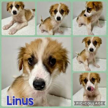 Linus -  Mixed Breed Dog for Adoption in Opelika, Alabama - Linus | PetCurious