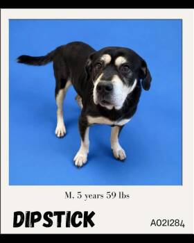 Dipstick -  Mixed Breed Dog for Adoption in Charlotte, Michigan - Dipstick | PetCurious