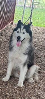 Oreo -  Siberian Husky Dog for Adoption in Sumter, South Carolina - Oreo | PetCurious