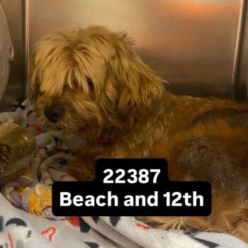 WAGS-Stray-22387 -  Terrier Dog for Adoption in Westminster, California - WAGS-Stray-22387 | PetCurious
