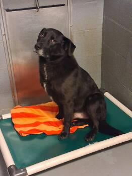 Shadow -  Labrador Retriever Dog for Adoption in Stuart, Virginia - Shadow | PetCurious