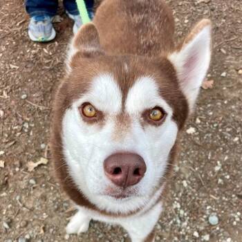 Siberian Husky Dogs Available for Adoption - Red Velvet Cake | PetCurious