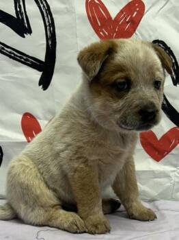 Cattle Dog and Mixed Breed Dogs Available for Adoption - Yukon Gold | PetCurious