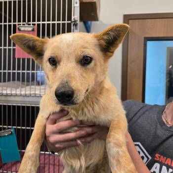 Cattle Dog Dogs Available for Adoption in Idaho Falls, Idaho - Astra | PetCurious