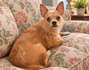 Birdie -  Yorkshire Terrier and Cairn Terrier Dog for Adoption in Tifton, Georgia - Birdie | PetCurious