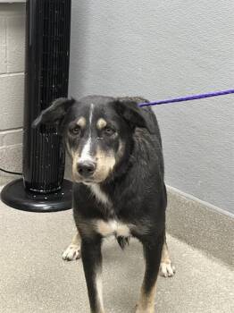 SCRAPPY -  Siberian Husky and Golden Retriever Dog for Adoption in Las Vegas, Nevada - SCRAPPY | PetCurious
