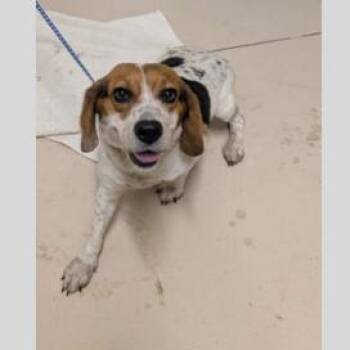 Baby Ray -  Beagle and Mixed Breed Dog for Adoption in Pinellas Park, Florida - Baby Ray | PetCurious