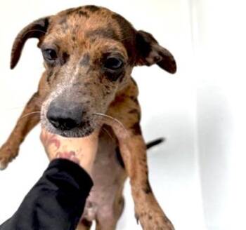 Dachshund and Mixed Breed Dogs Available for Adoption in Houston, Texas - A654982 | PetCurious