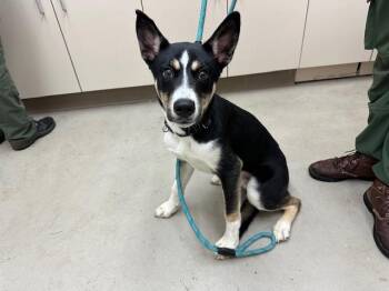 Alaskan Malamute and Mixed Breed Dogs Available for Adoption in Mckinleyville, California - KENAI | PetCurious