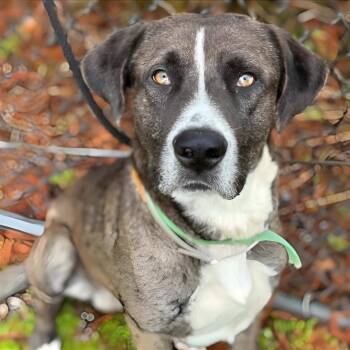 Great Dane and Catahoula Leopard Dog Dogs Available for Adoption in Houston, Texas - Rex | PetCurious