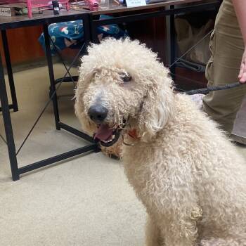 Rescue Labrador Retriever and Standard Poodle Dogs for Adoption in Columbus, Georgia - Archie | PetCurious