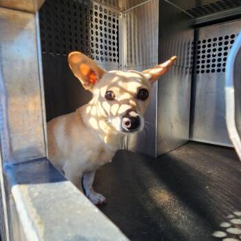 Rescue Chihuahua Dogs for Adoption in Helena, Alabama - Ace | PetCurious
