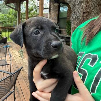 Chartreuse -  Pit Bull Terrier Dog for Adoption in Austin, Texas - Chartreuse | PetCurious