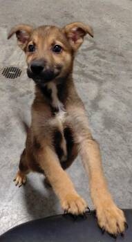 Ruby -  Mixed Breed Dog for Adoption in Henderson, North Carolina - Ruby | PetCurious