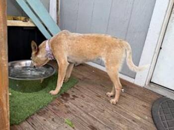 Australian Cattle Dog Blue Heeler Dogs Available for Adoption in Lakewood Ranch, Florida - Millie | PetCurious