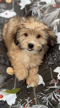 Daisy Mae -  Cavalier King Charles Spaniel and Miniature Poodle Dog for Adoption in Louise, Texas - Daisy Mae | PetCurious