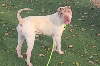 Shar Pei Dogs Available for Adoption - S