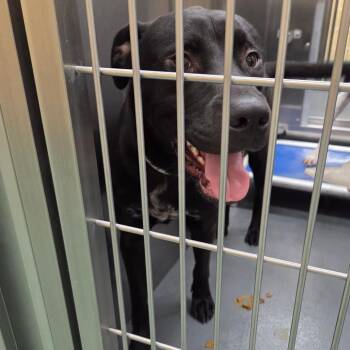 Mixed Breed Dogs Available for Adoption in Memphis, Tennessee - Klay | PetCurious