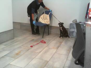 Pit Bull Terrier Dogs Available for Adoption - MUFFIN | PetCurious