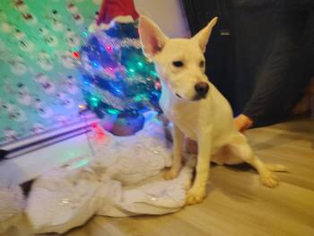 Jesse -  Siberian Husky Dog for Adoption in Sumter, South Carolina - Jesse | PetCurious
