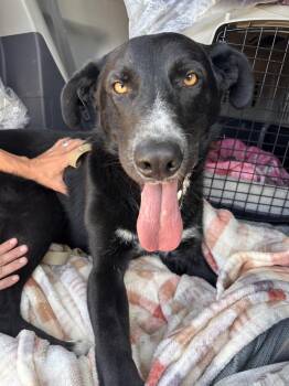 Hopper -  Labrador Retriever and Border Collie Dog for Adoption in Atascadero, California - Hopper | PetCurious