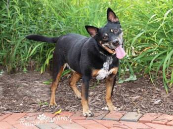 TAZ -  Australian Kelpie and Australian Cattle Dog Blue Heeler Dog for Adoption in Omaha, Nebraska - TAZ | PetCurious