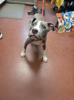 Daryll -  Pit Bull Terrier Dog Available for Adoption in Salisbury, Maryland - Daryll | PetCurious
