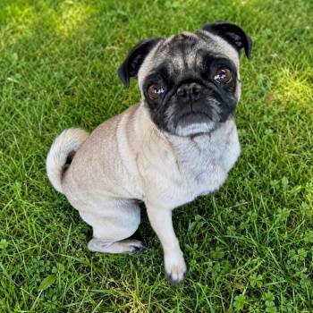 Frank -  Pug Dog for Adoption in Boulder, Colorado - Frank | PetCurious
