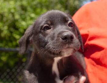 Dash -  Mixed Breed Dog for Adoption in West Chester, Pennsylvania - Dash | PetCurious