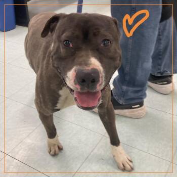 Mixed Breed Dogs Available for Adoption in Philadelphia, Pennsylvania - Shadey | PetCurious