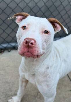 Serena -  Pit Bull Terrier Dog for Adoption in Chicago, Illinois - Serena | PetCurious
