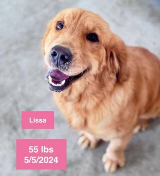 Golden Retriever Dogs Available for Adoption in Houston, Texas - Lissa  | PetCurious