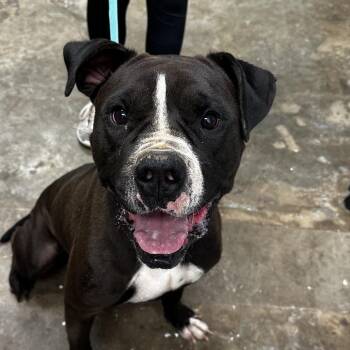 Labrador Retriever and Pit Bull Terrier Dogs Available for Adoption in Cleveland, Mississippi - Ace Kenzo | PetCurious