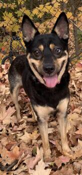 Rescue Mixed Breed Dogs for Adoption in Mckeesport, Pennsylvania - Hazel | PetCurious